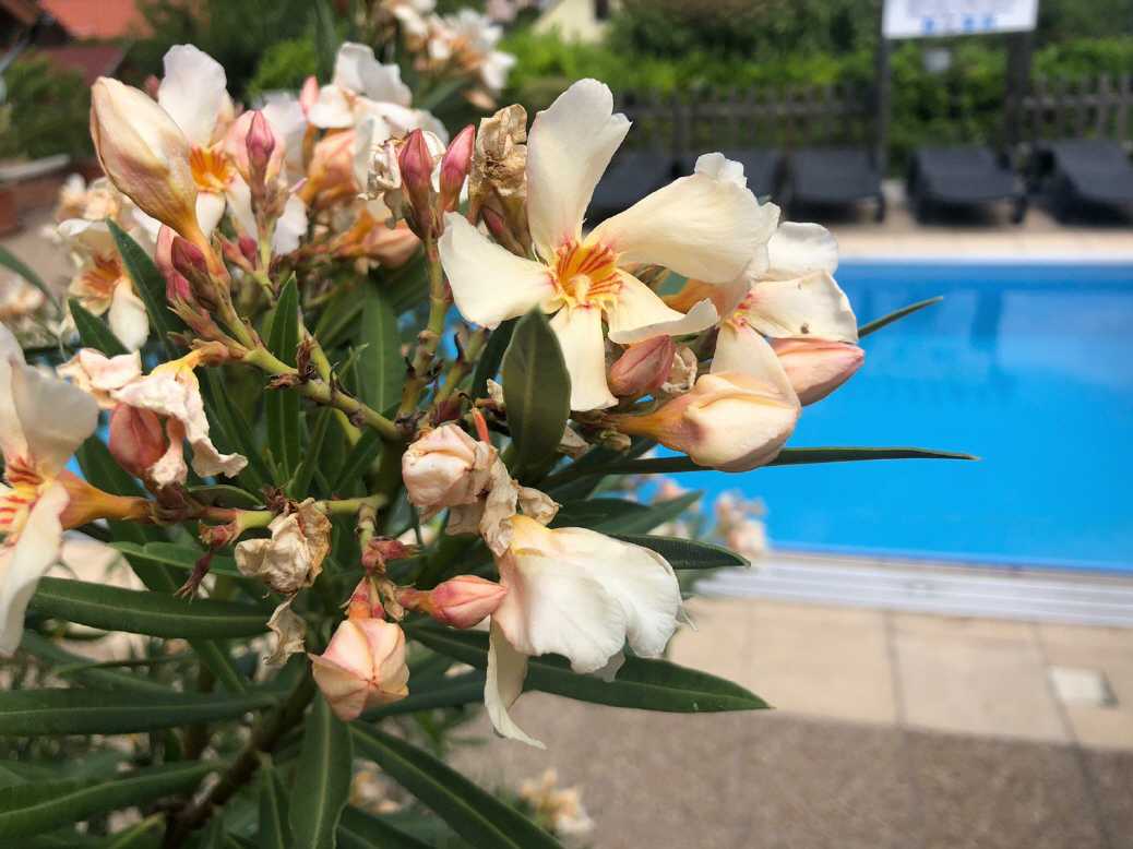 Doppelzimmer Deluxe - Urlaub  luxuriös genießen!